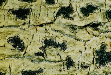 [Arthothelium spectabile]