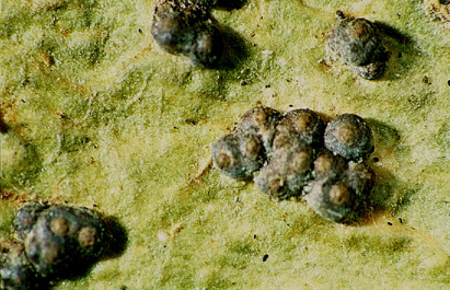 [Bathelium madreporiforme]