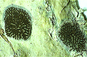 [Glyphis cicatricosa]