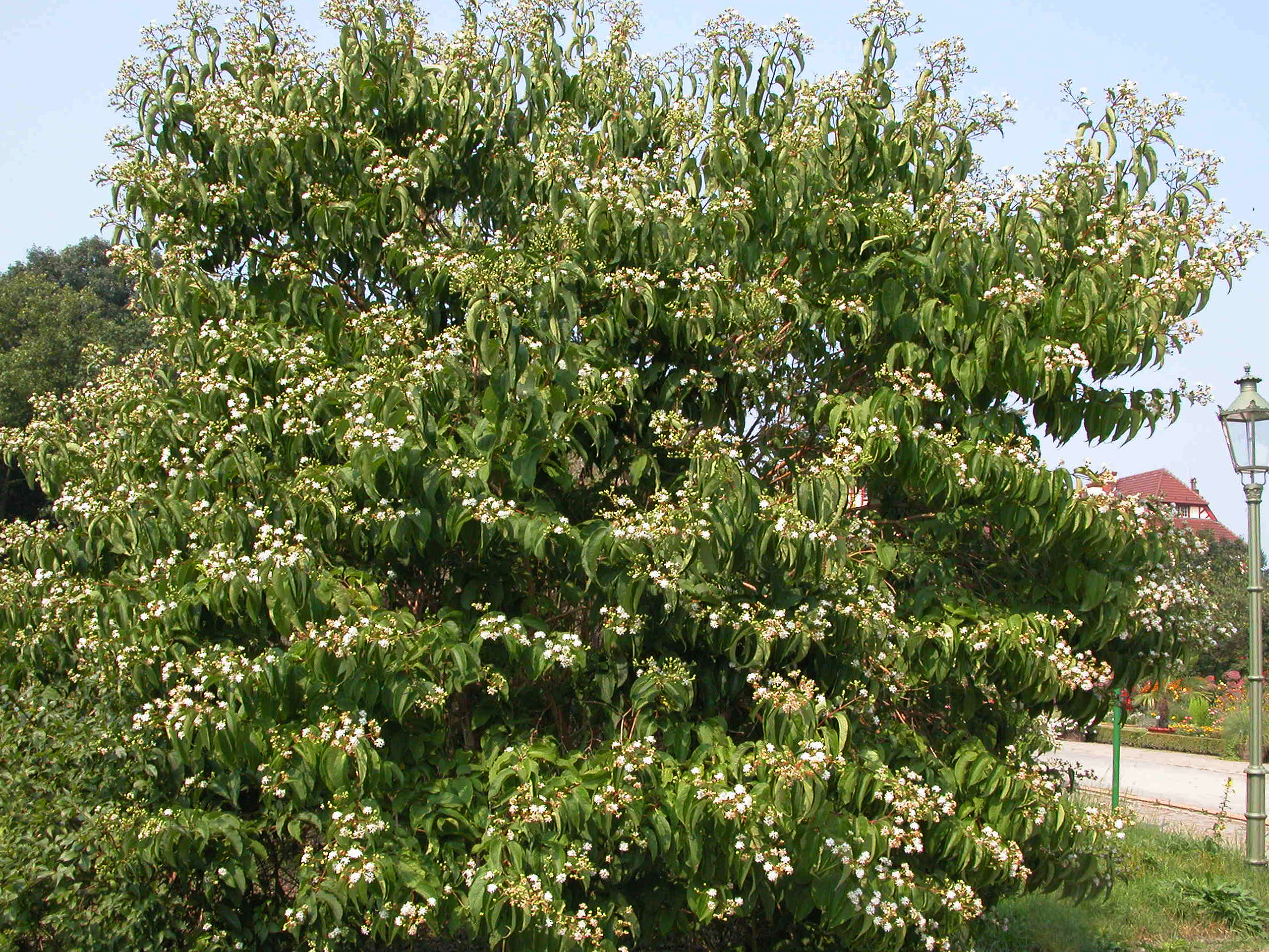 heptacodium_miconioides_1