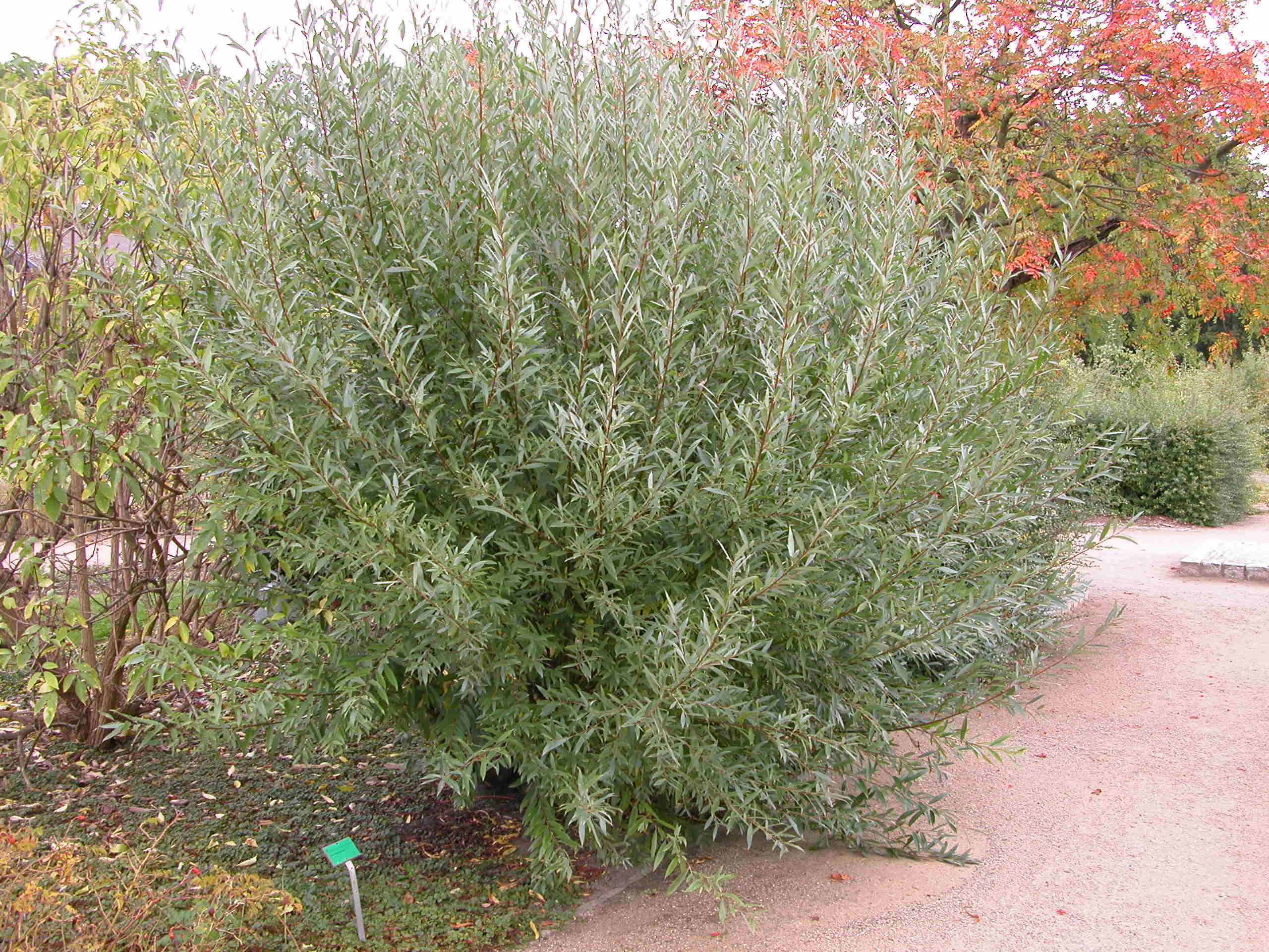 SilberWeide BGBM