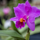Bild einer Orchidee, Farbe der Blüte Lila