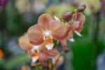 Bild einer Orchidee