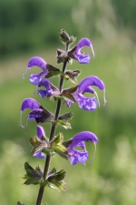 Wiesensalbei (Salvia pratensis). Foto: N. Köster / Botanischer Garten und Botanische Museum Berlin Wiesensalbei (Salvia pratensis). Foto: N. Köster / Botanischer Garten und Botanische Museum Berlin