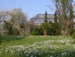 Frühling: Blick auf das Große Tropenhaus mit Dichternarzissen und Weichselkirsche