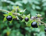 Tollkirsche - Atropa bella-donna Tollkirsche - Atropa bella-donna