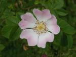 Hunds-Rose (Rosa canina), Foto: I. Haas, Botanischer Garten und Botanisches Museum Berlin-Dahlem Hunds-Rose (Rosa canina), Foto: I. Haas, Botanischer Garten und Botanisches Museum Berlin-Dahlem