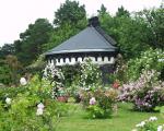 Rosenblüte