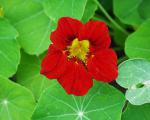 Grosse Kapuzinerkresse (Tropaeolum majus), Arzneipflanzengarten. Foto: I. Haas, Botanischer Garten und Botanisches Museum Berlin-Dahlem Grosse Kapuzinerkresse (Tropaeolum majus), Arzneipflanzengarten. Foto: I. Haas, Botanischer Garten und Botanisches Museum Berlin-Dahlem