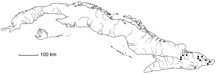 Abarema aspleniifolium