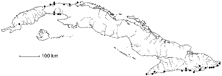 Abutilon abutiloides