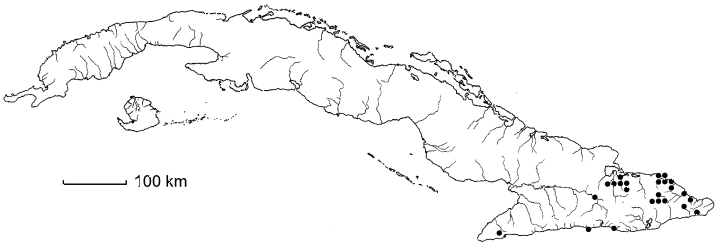 Allophylus reticulatus