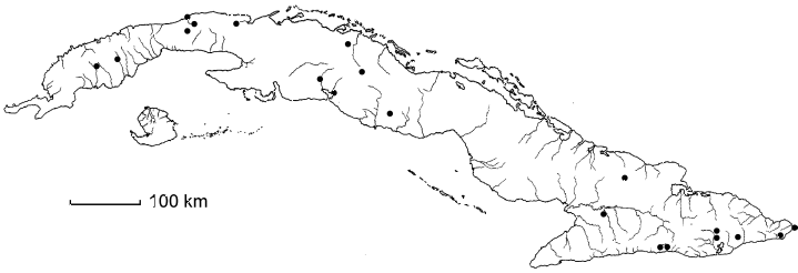 Argemone mexicana