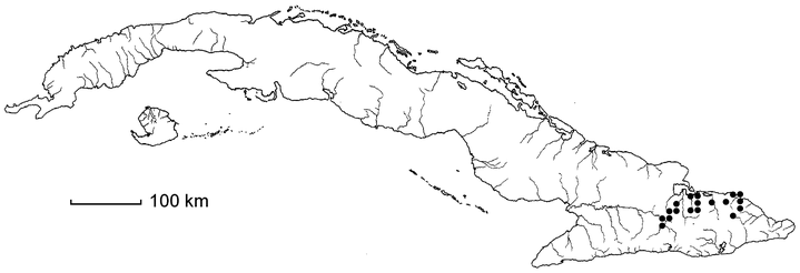 Aristolochia lindeniana subsp. bissei