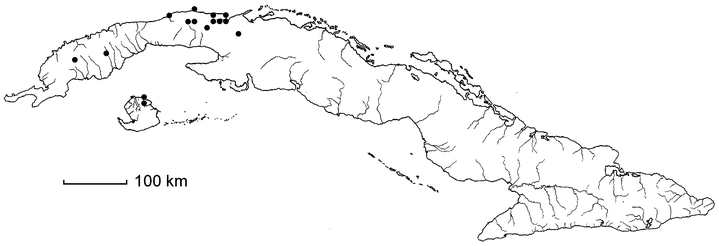 Aristolochia oblongata subsp. oblongata