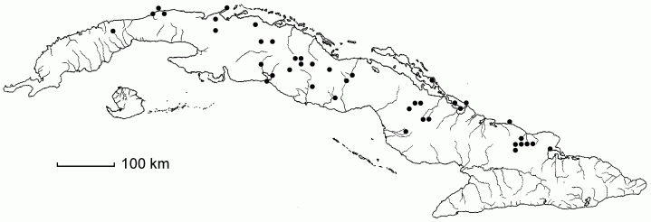 Aristolochia passiflorifolia