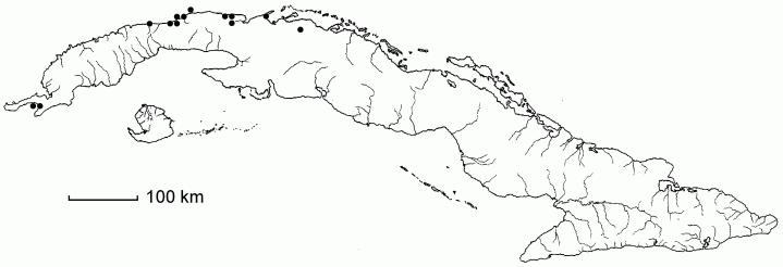 Aristolochia pentandra