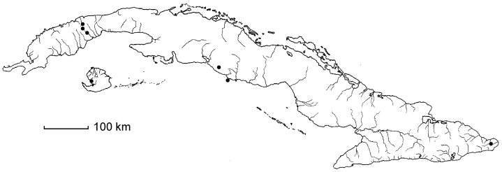 Arthrostylidium distichum