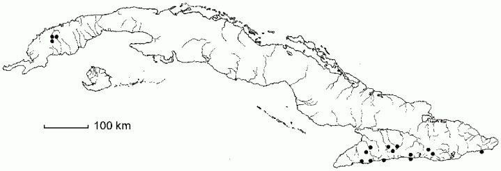 Asplenium dimidiatum