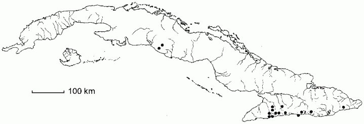 Asplenium diplosceuum