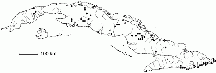 Badiera virgata subsp. virgata