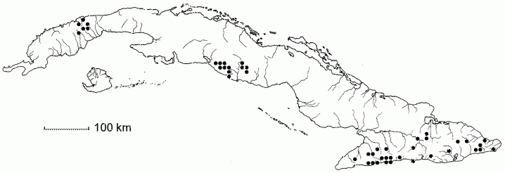 Beilschmiedia pendula