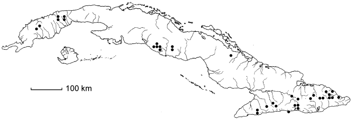 Bolbitis portoricensis