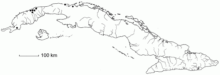 Bonellia brunnescens