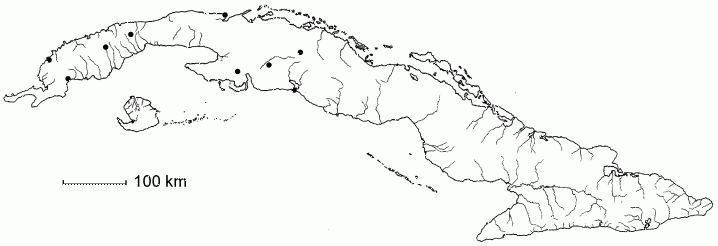 Bonellia stenophylla subsp. stenophylla