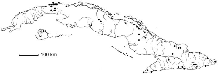 Bouteloua humboldtiana