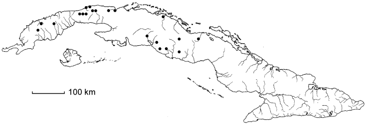 Bunchosia articulata