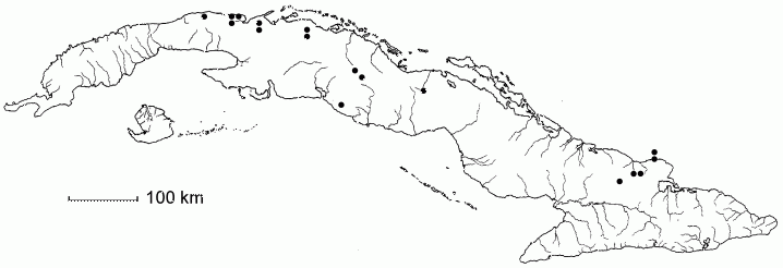 Buxus gonoclada subsp. gonoclada