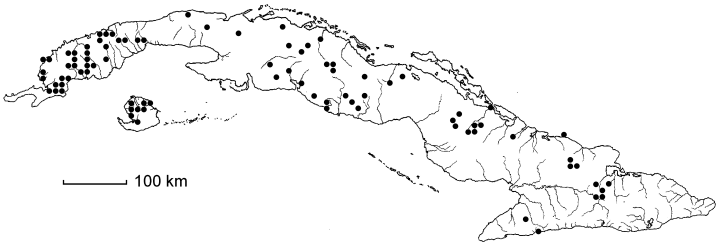 Byrsonima crassifolia