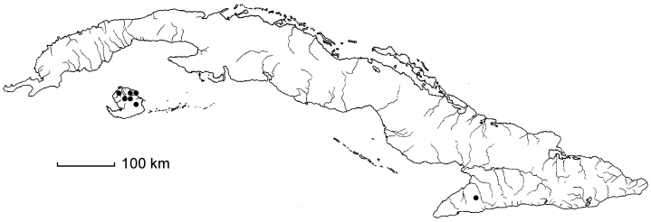 Byrsonima verbascifolia