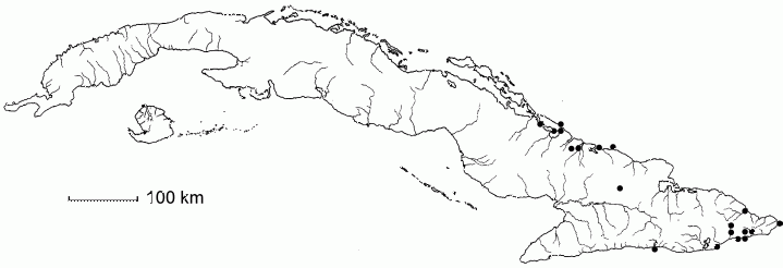 Caesalpinia bahamensis subsp. orientensis