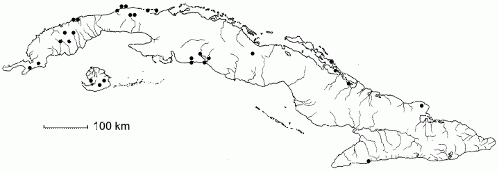 Caesalpinia bahamensis subsp. rugeliana