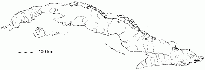 Caesalpinia glandulosa