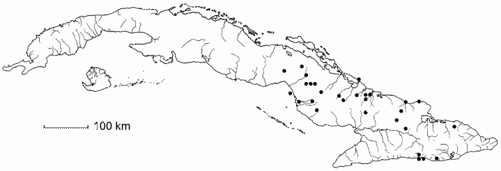 Caesalpinia myabensis