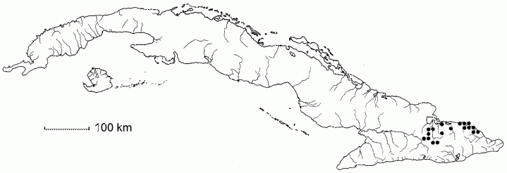 Caesalpinia nipensis