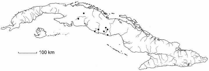 Caesalpinia pinnata subsp. oblongifolia