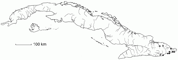 Caesalpinia pinnata subsp. pinnata