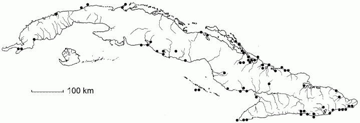 Caesalpinia vesicaria