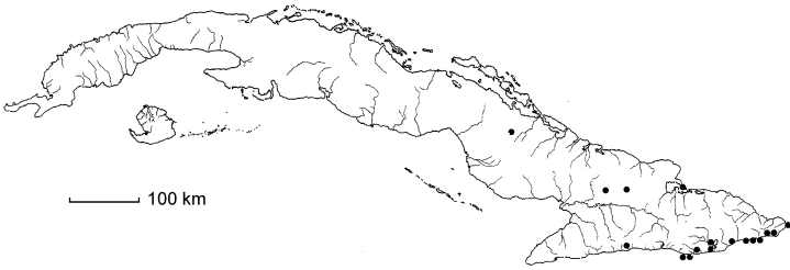 Calliandra colletioides