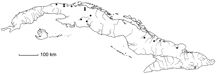 Calliandra pauciflora subsp. pauciflora