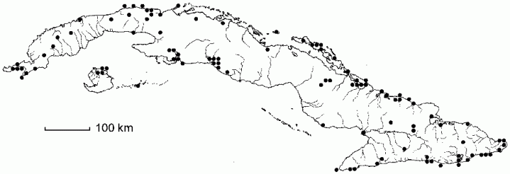 Capparis cynophallophora