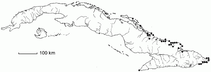 Capparis ferruginea subsp. cubensis