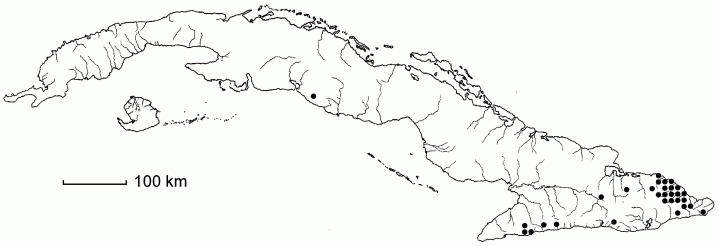 Casearia arborea subsp. arborea