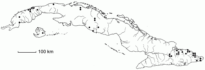 Casearia sylvestris subsp. myricoides