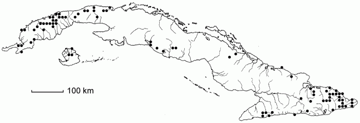 Casearia sylvestris subsp. sylvestris