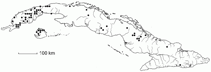 Chamaecrista diphylla